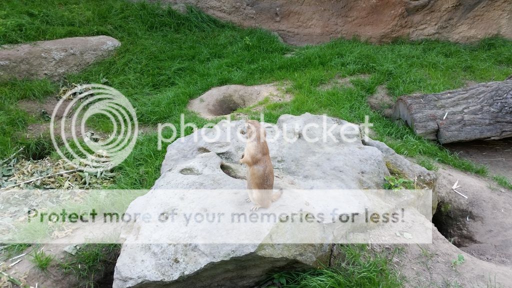  photo 6_zpsfekb07pr.jpg