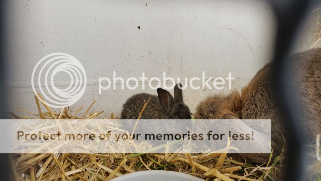  photo 7_zpsjxhxfa69.jpg