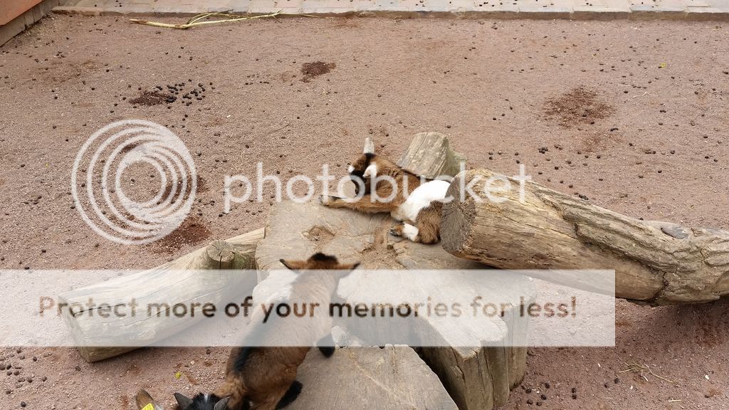  photo 8_zpsrpgvt2cd.jpg